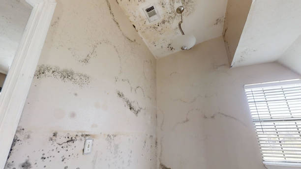 Best Indoor Air Quality Assessment  in Surf City, NC