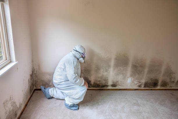 Best Basement Mold Removal  in Surf City, NC