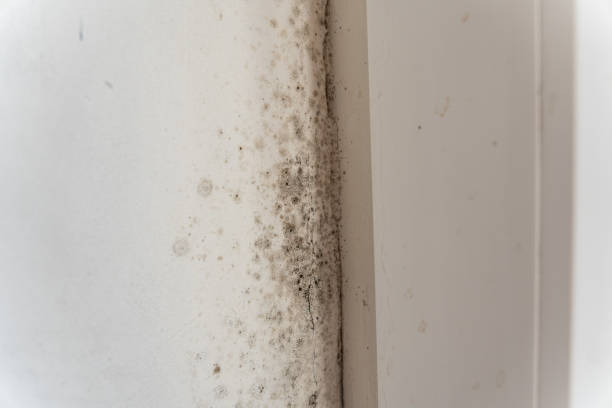Best Mold Remediation for Healthcare Facilities  in Surf City, NC